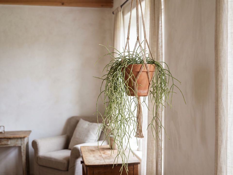 Rhipsalis en casa