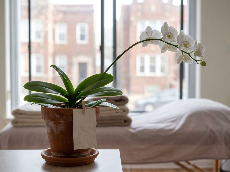 La orquídea en uno de los lugares