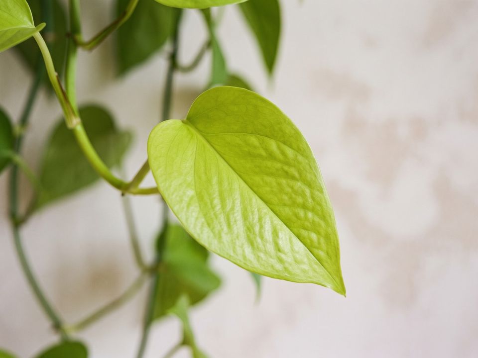 Neon Pothos, the leaf up close