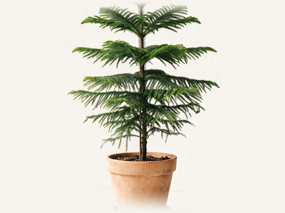 Araucaria