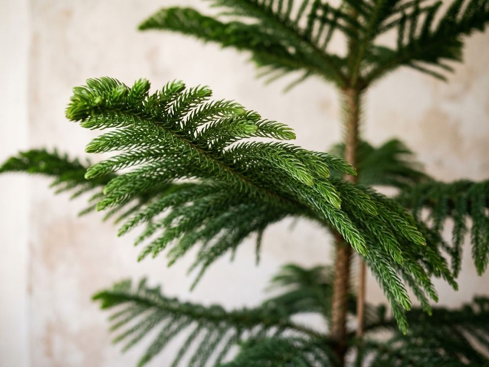 Norfolk Island Pine, the leaf up close