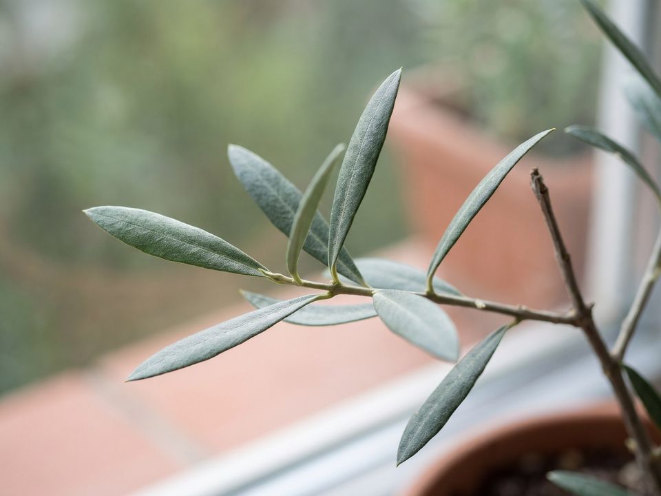 Olive Tree, the leaf up close