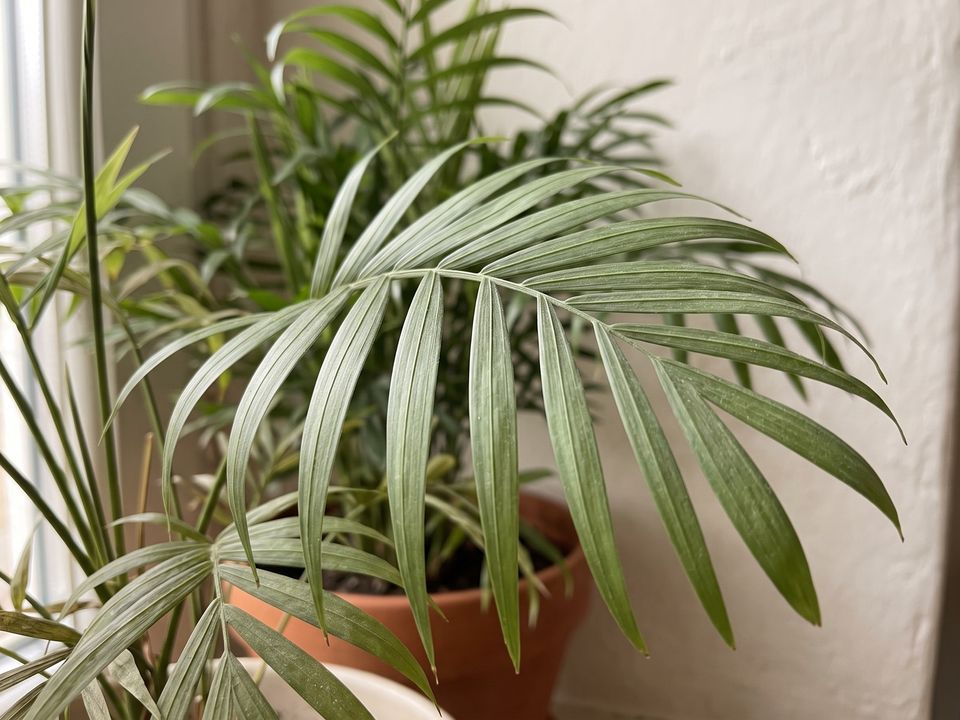 Parlor Palm, the leaf up close