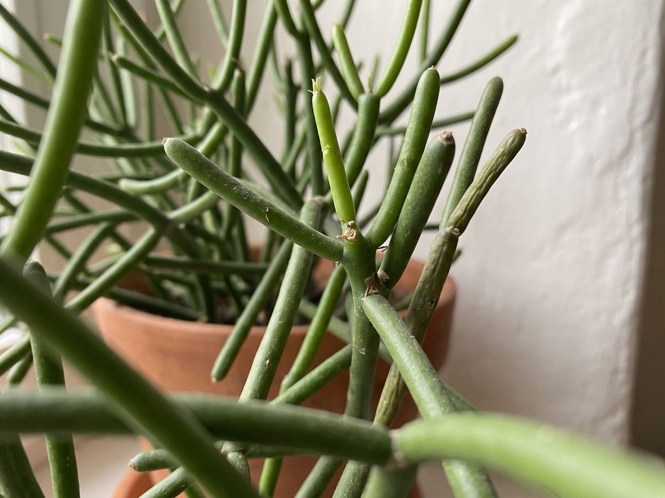 Pencil Cactus, the leaf up close
