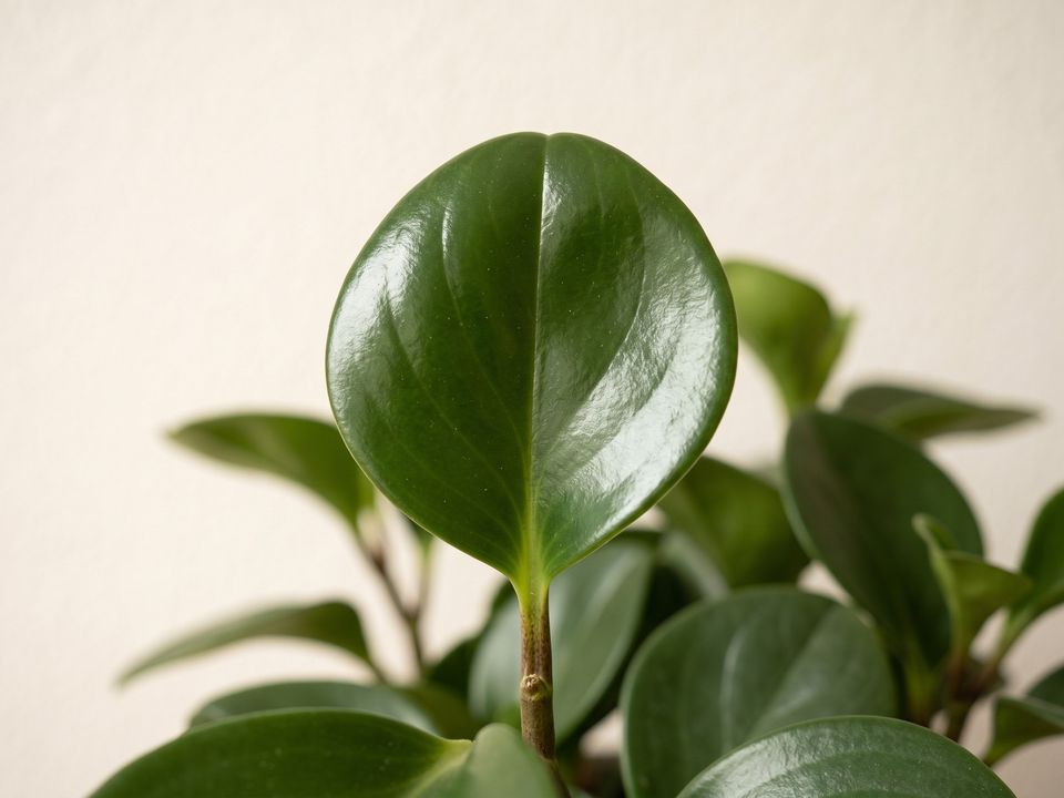 Peperomia, the leaf up close