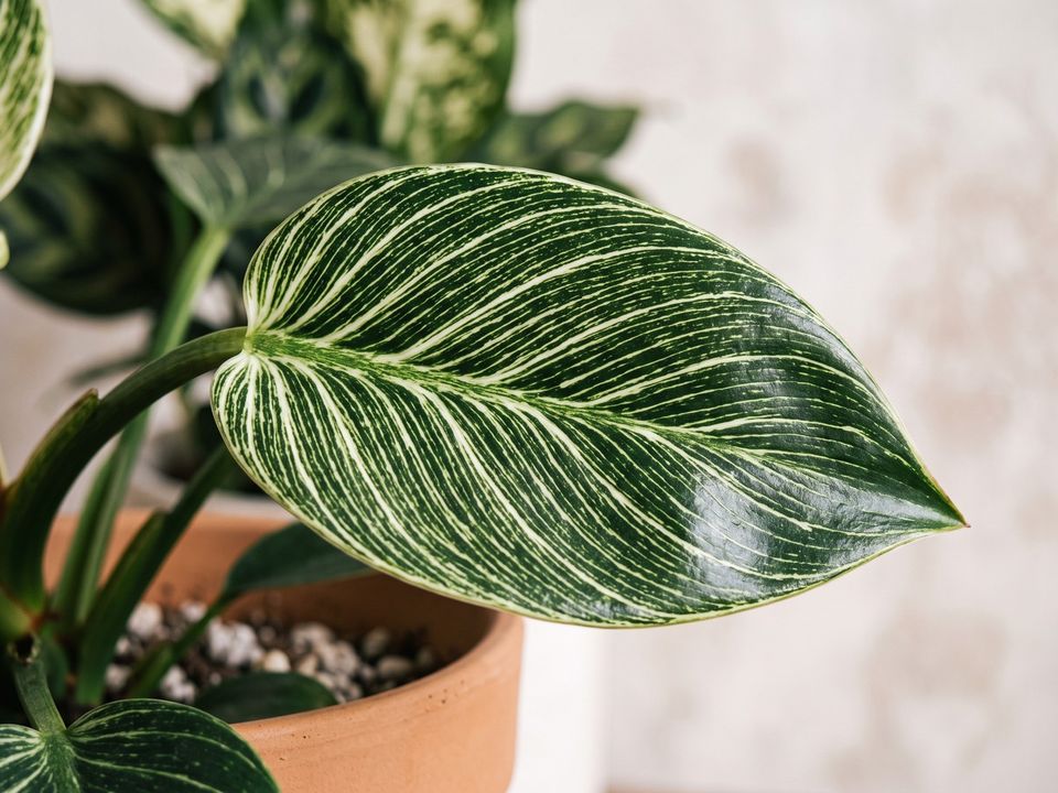 Philodendron Birkin, the leaf up close