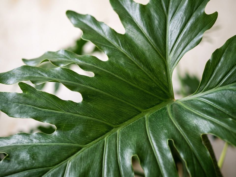 Philodendron Selloum, the leaf up close