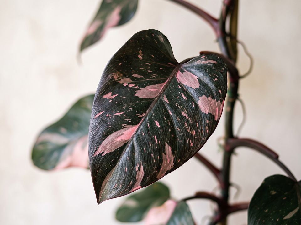 Pink Princess Philodendron, the leaf up close