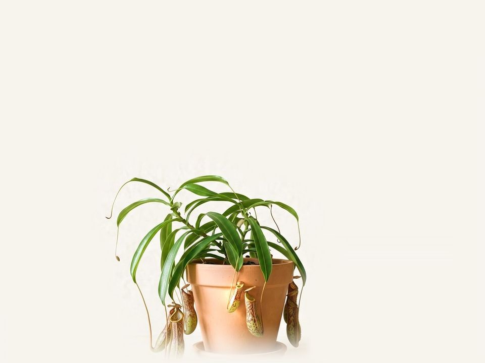 Nepenthes
