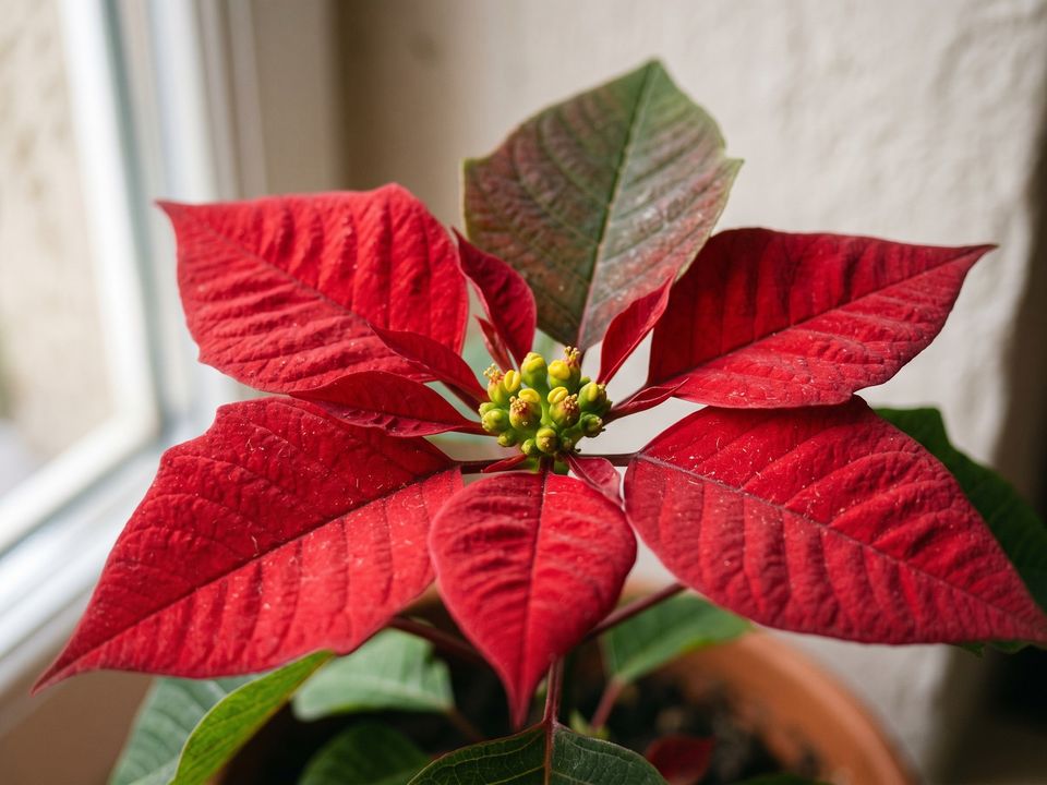 Poinsettia, the leaf up close