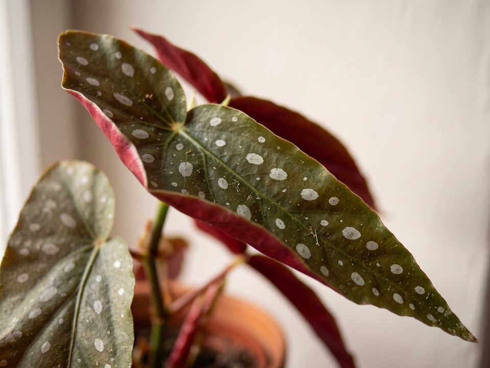 Polka Dot Begonia, the leaf up close