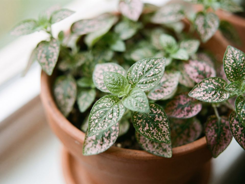 Polka Dot Plant, the leaf up close