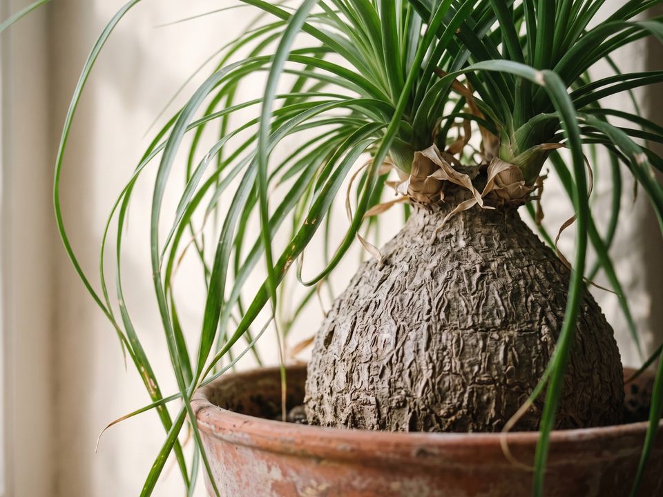 Ponytail Palm, the leaf up close