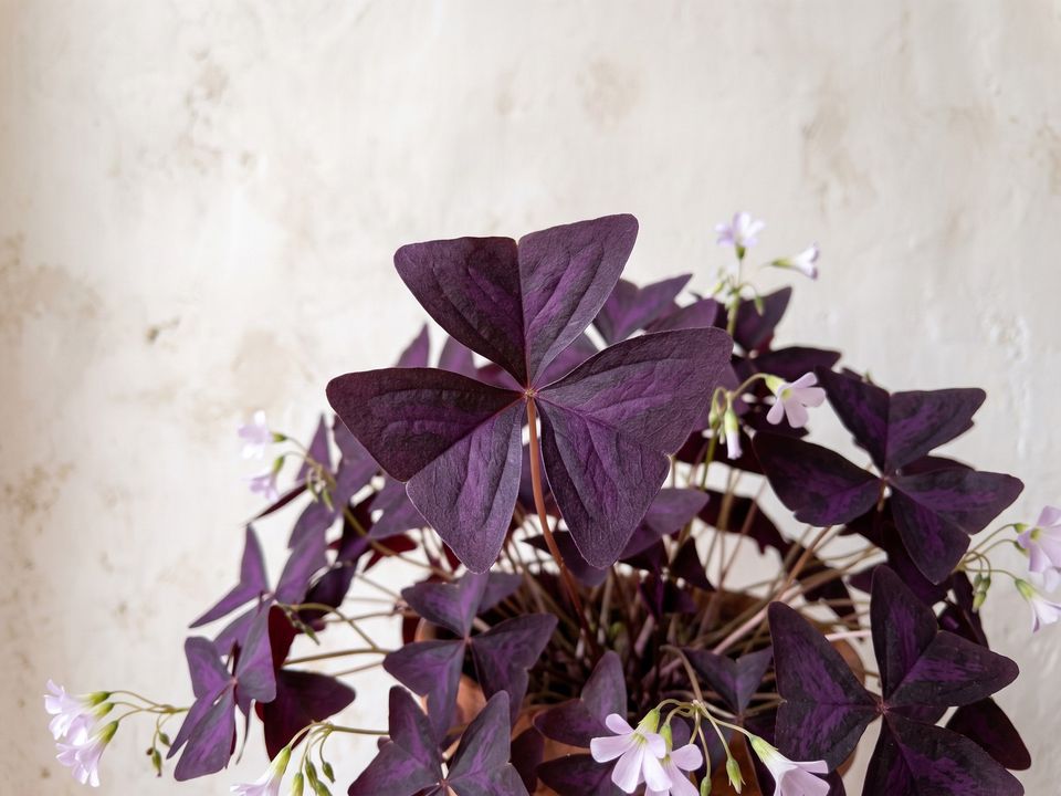 Purple Shamrock, the leaf up close