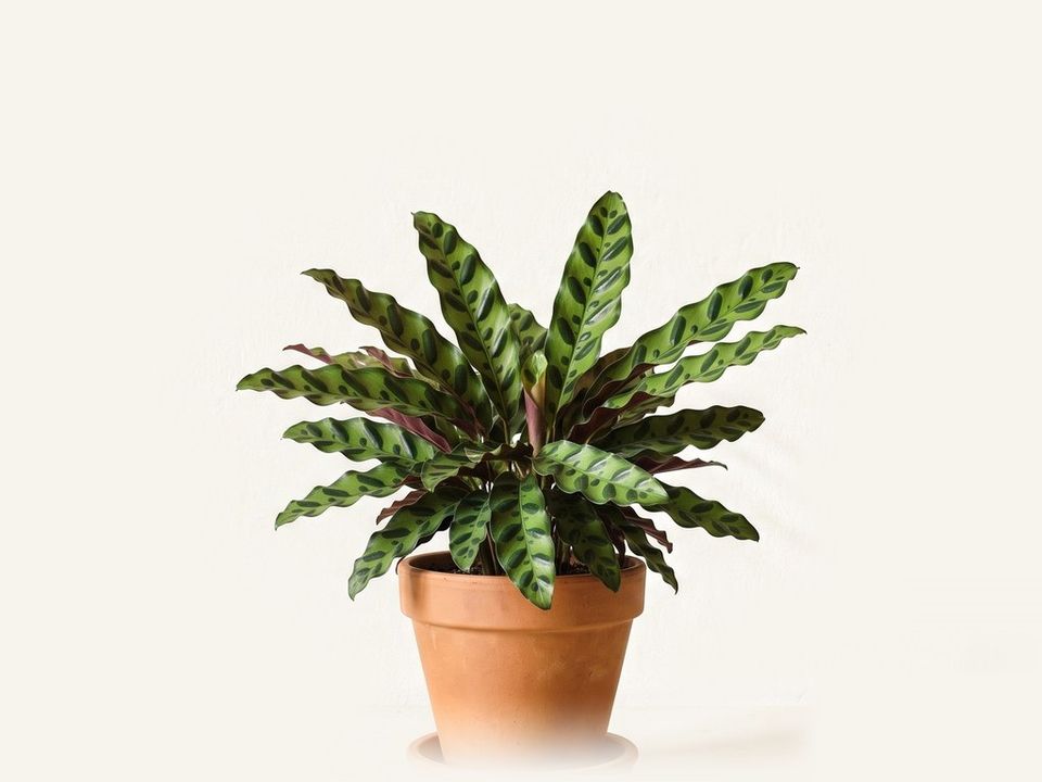 Calathea lancifolia