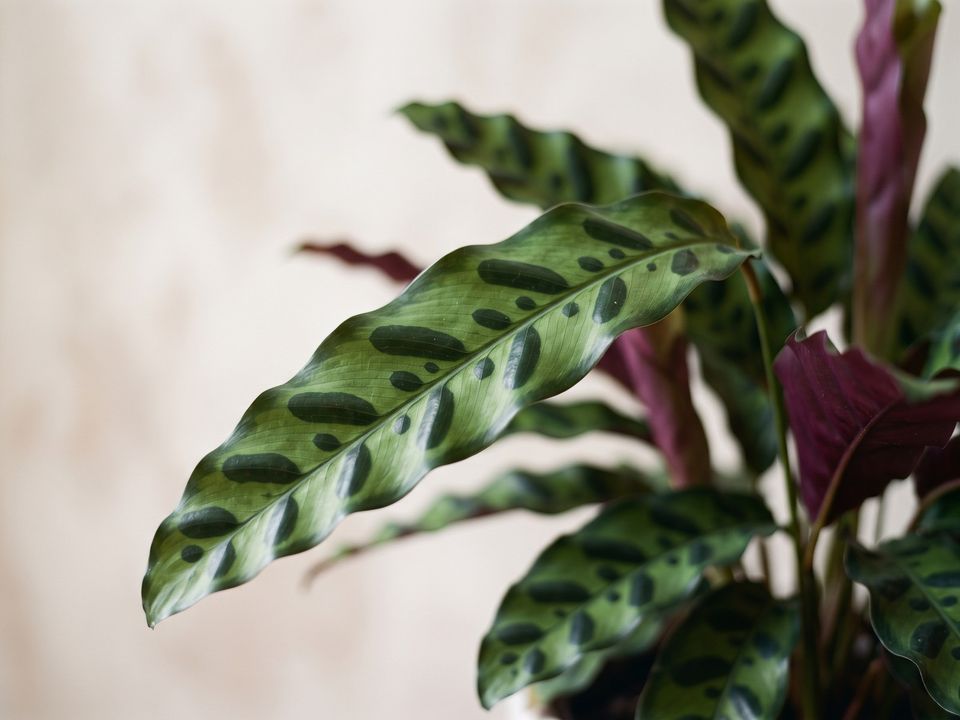 Rattlesnake Plant, the leaf up close