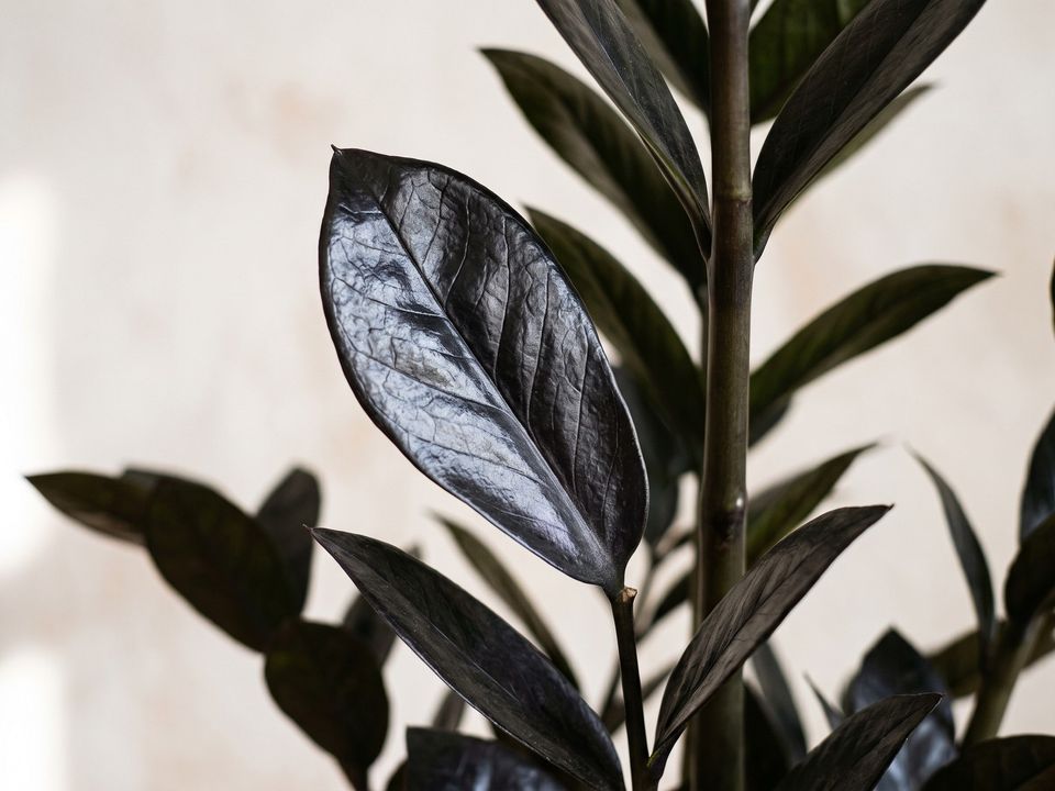 Raven ZZ Plant, the leaf up close