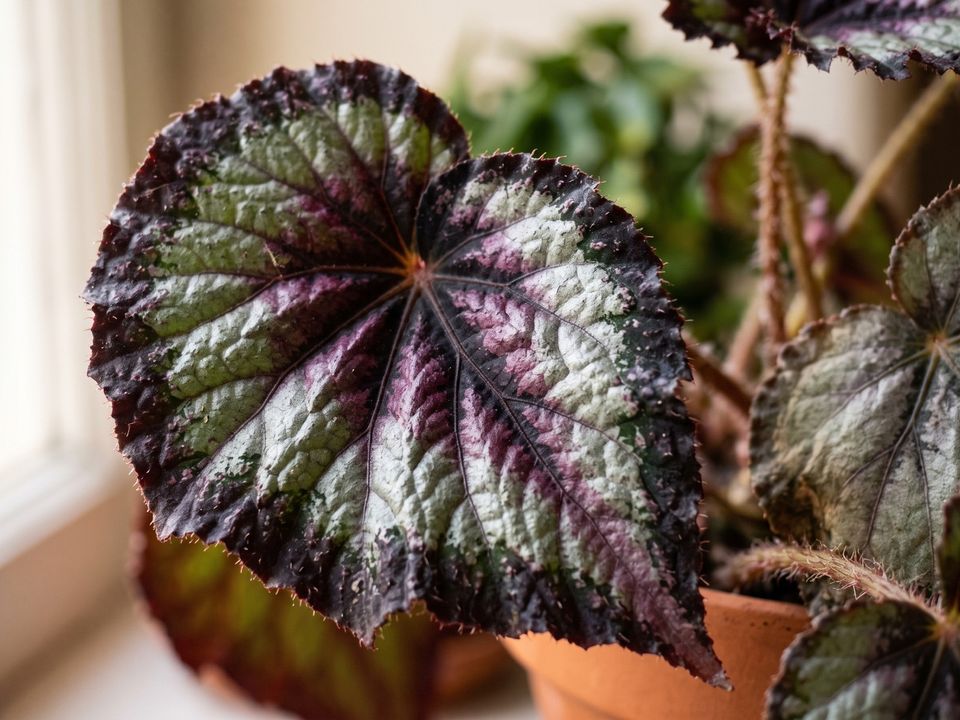 Rex Begonia, the leaf up close
