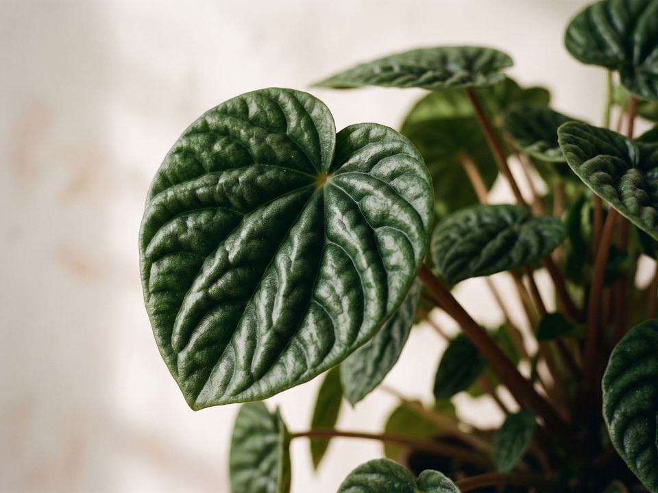 Ripple Peperomia, the leaf up close