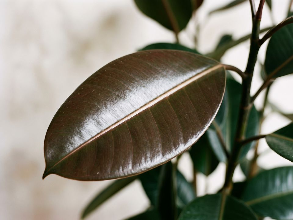 Rubber Plant, the leaf up close