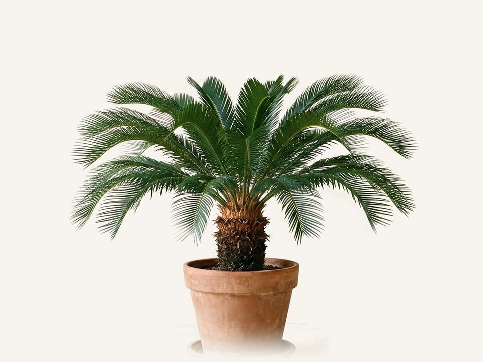 Palma cica