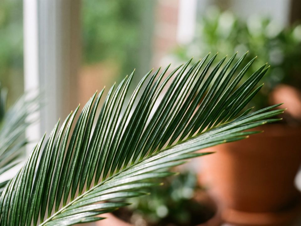 Sago Palm, the leaf up close