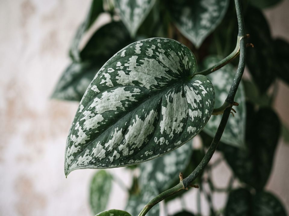 Satin Pothos, the leaf up close