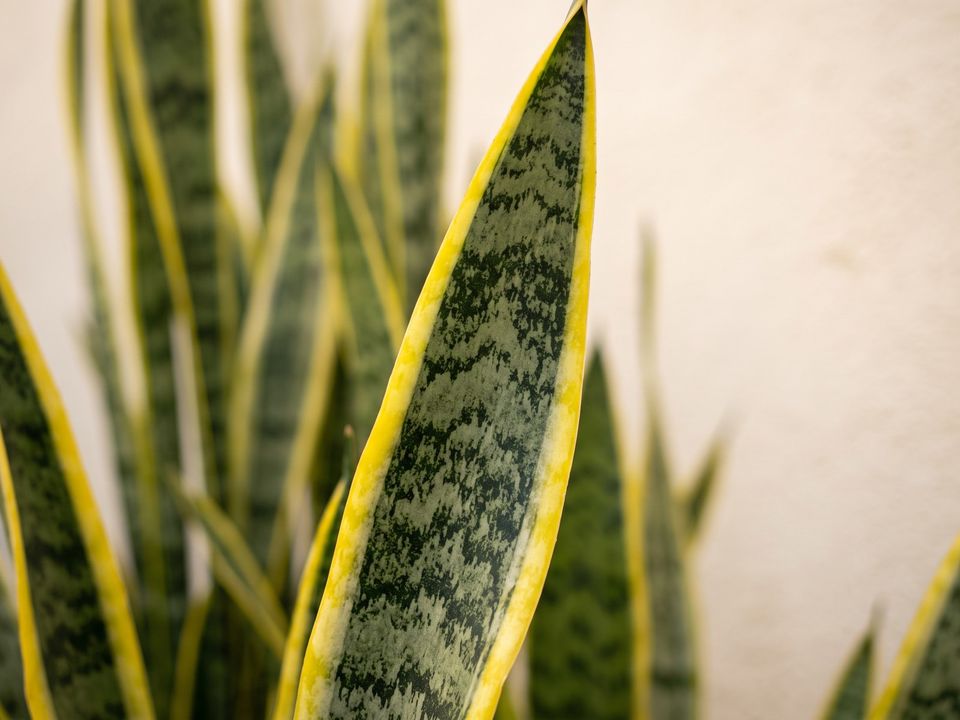 Snake Plant, the leaf up close