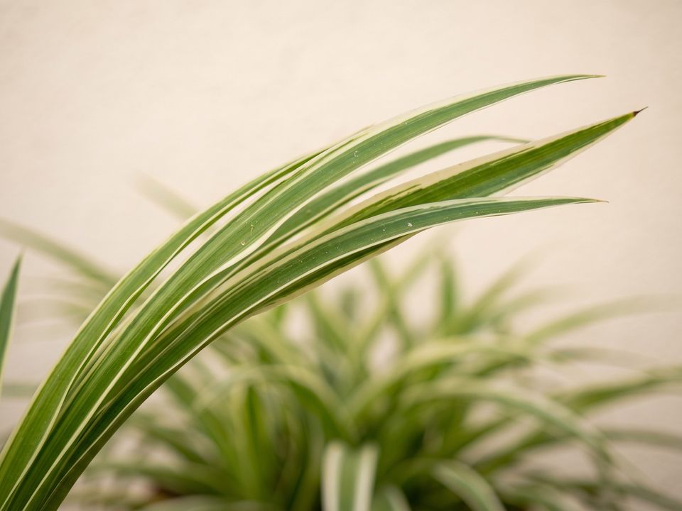 Spider Plant, the leaf up close