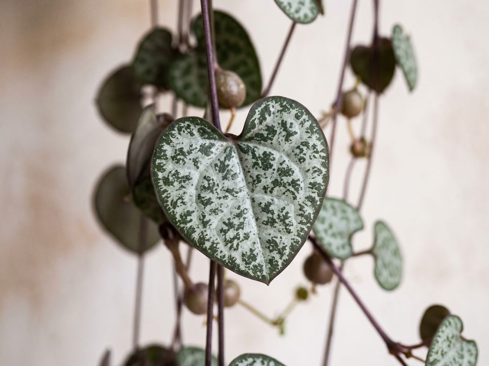 String of Hearts, the leaf up close