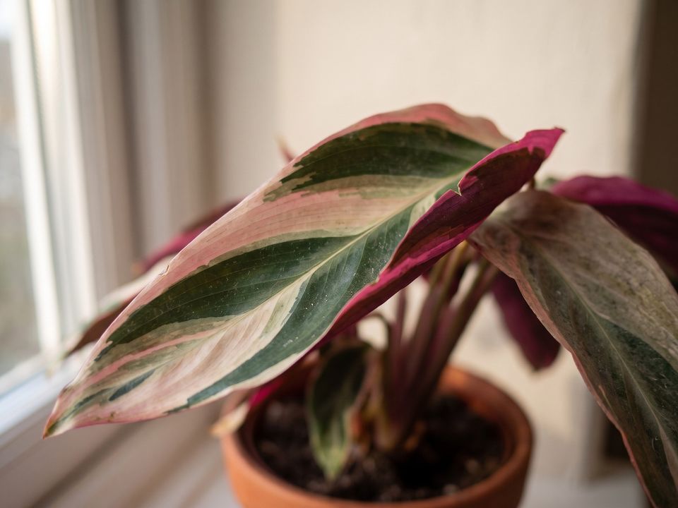 Stromanthe Triostar, the leaf up close