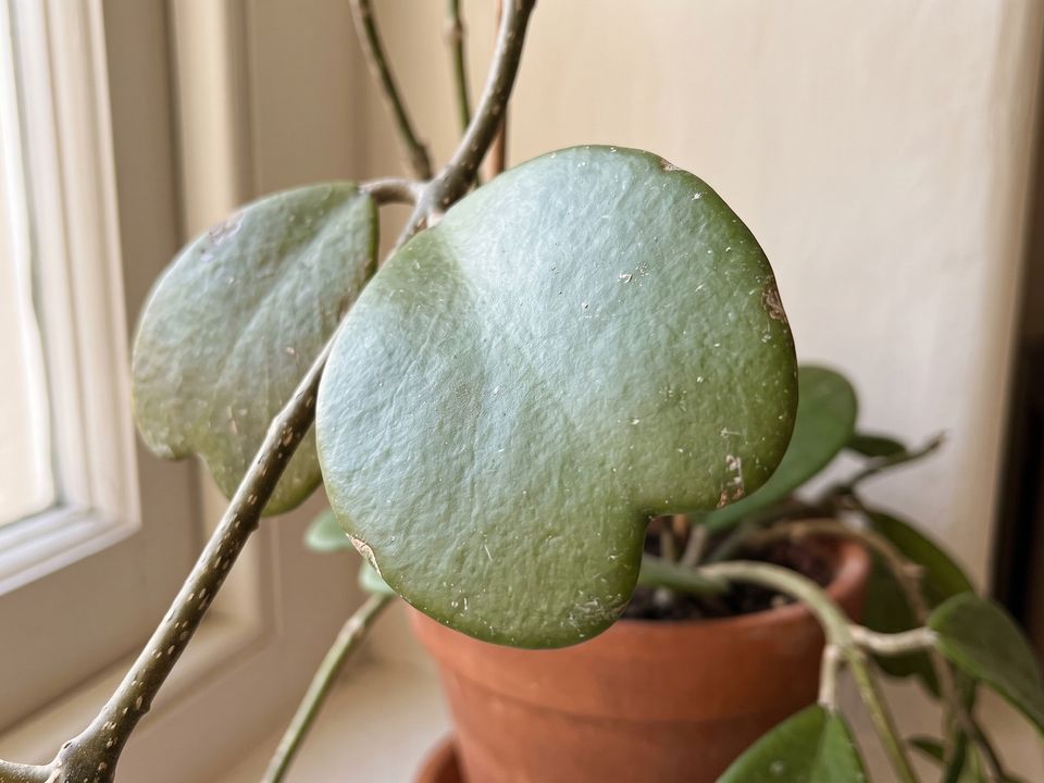 Sweetheart Hoya, the leaf up close