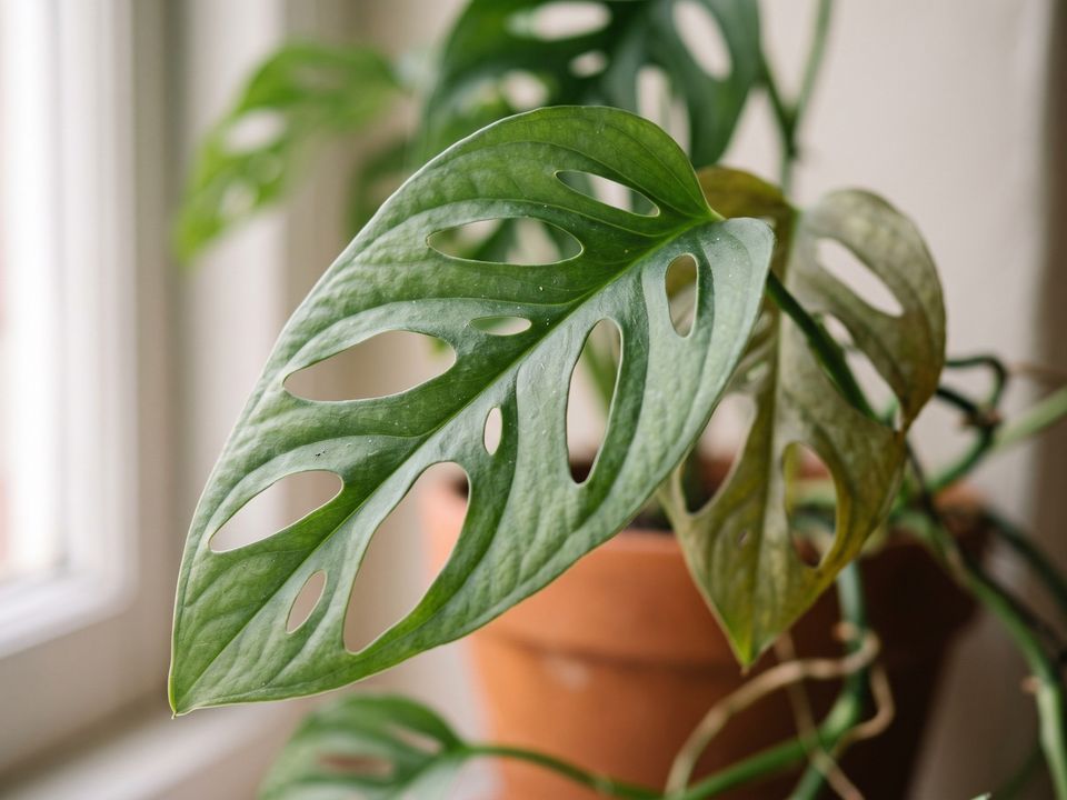 Swiss Cheese Vine, the leaf up close
