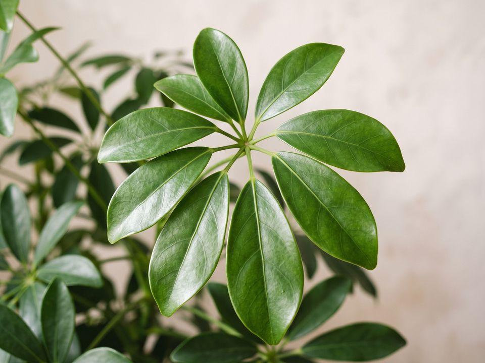 Umbrella Tree, the leaf up close