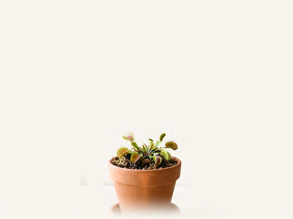 Venus atrapamoscas