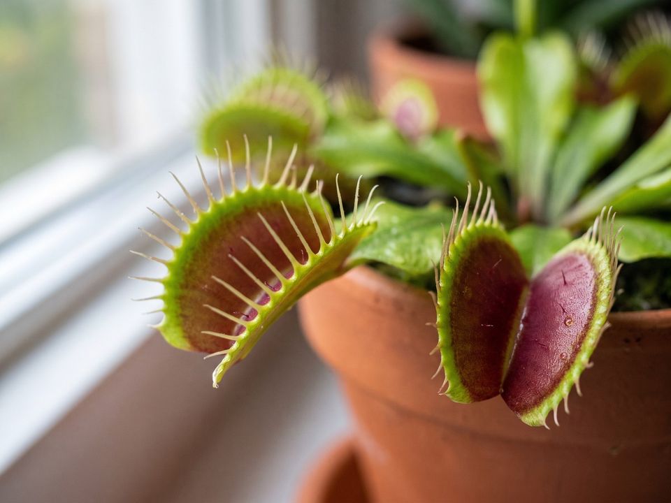 Venus Flytrap, the leaf up close