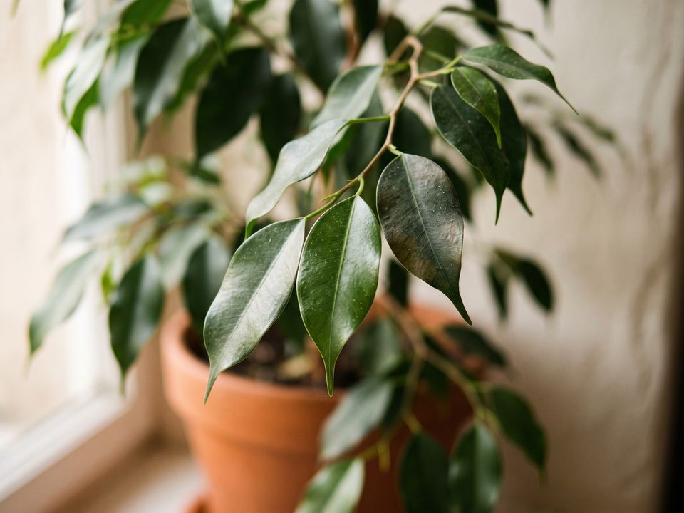 Weeping Fig, the leaf up close