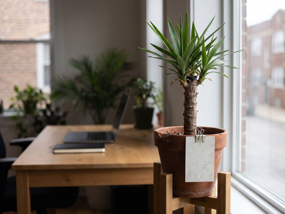 El izote en uno de los lugares