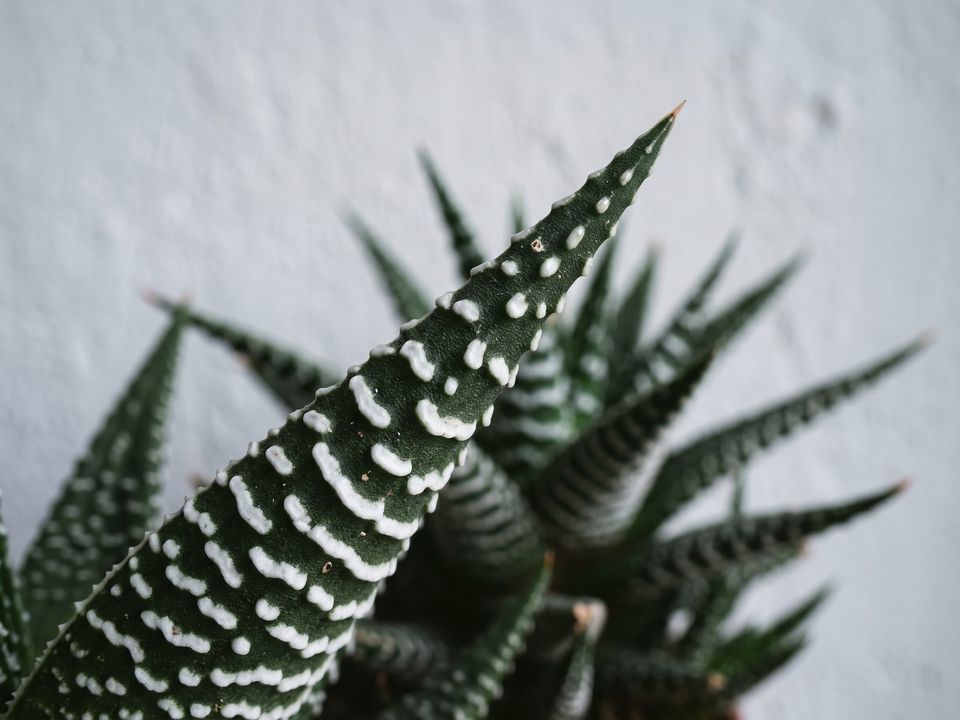 Zebra Haworthia, the leaf up close