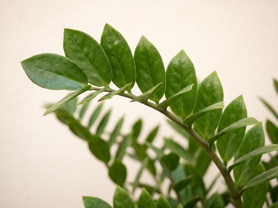 ZZ Plant, the leaf up close